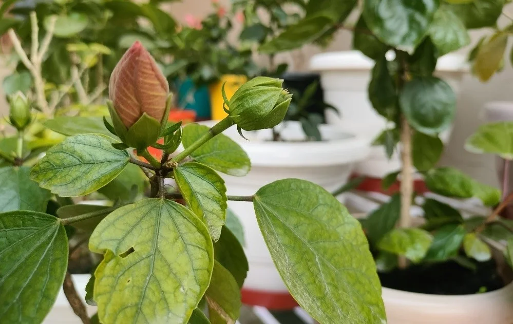 Difference between Hibiscus seed pods and Hibiscus buds