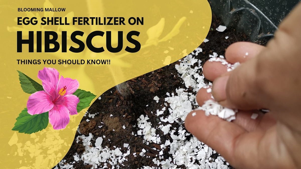 You are currently viewing Does Hibiscus Benefit From Eggshells?