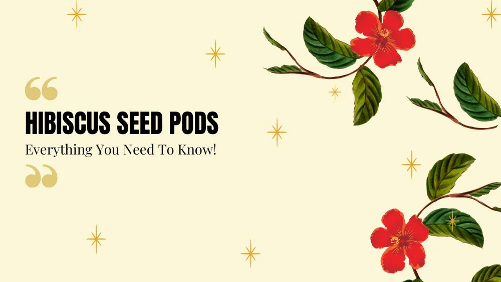 Read more about the article Hibiscus Seed Pods – Guide For Newbie Gardeners