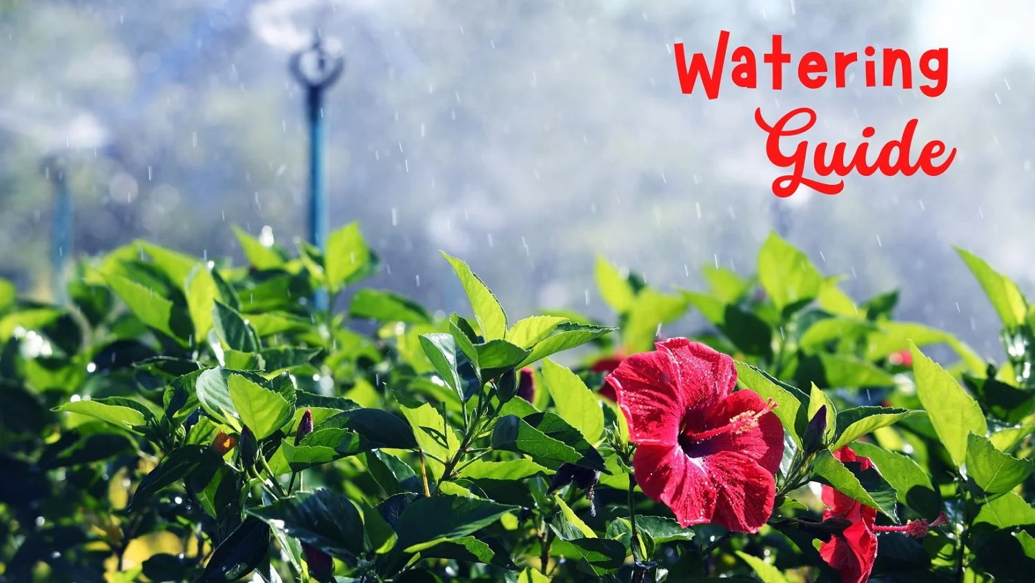 Read more about the article How Often Do I Need To Water Hibiscus?