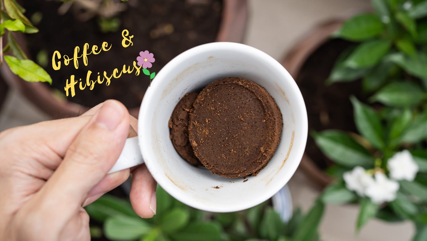 You are currently viewing Effects Of Adding Coffee On Hibiscus Plant