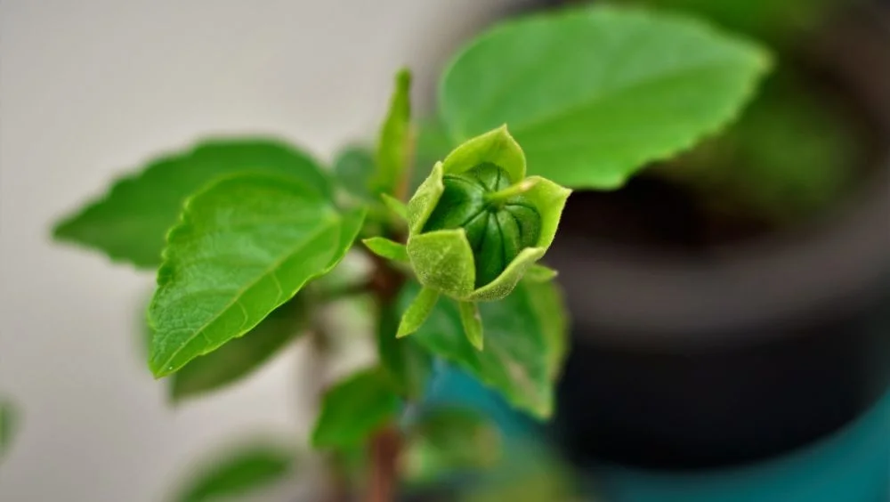 What does a hibiscus seed pod look like