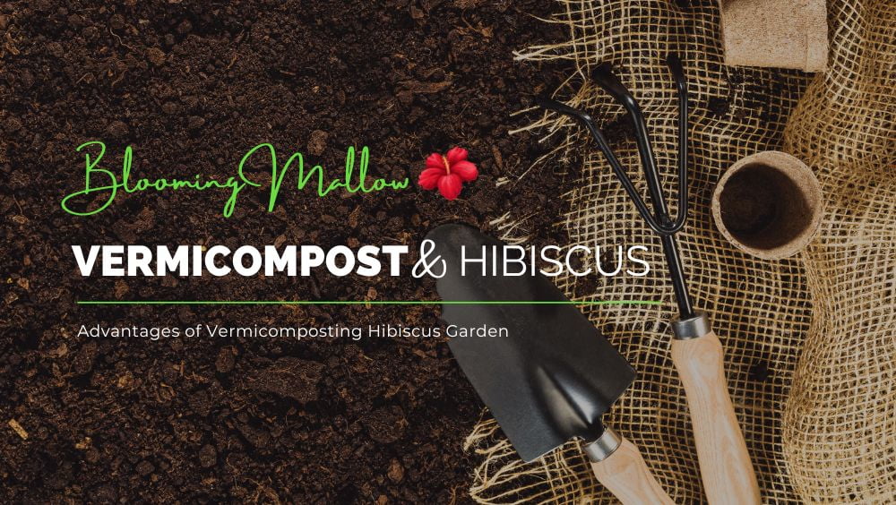 You are currently viewing Advantages Of Adding Vermicompost In Hibiscus Plant