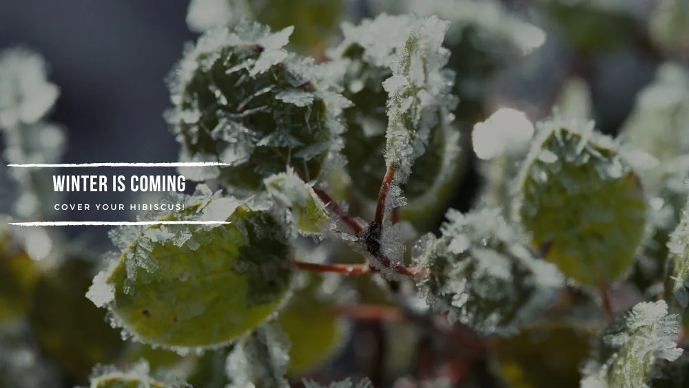 You are currently viewing Everything You Need To Know About Covering Hibiscus Plants