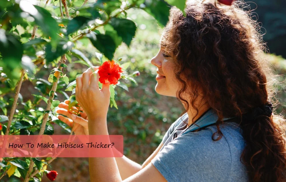 You are currently viewing How To Fix A Leggy Hibiscus?