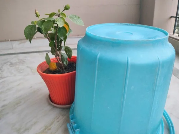 Bucket and bedsheet as Hibiscus cover