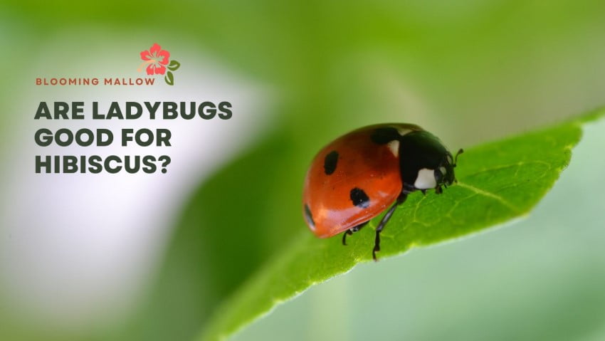 You are currently viewing Are Ladybugs Good For Hibiscus?