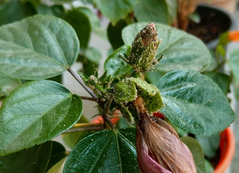 Aphids infested hibiscus buds