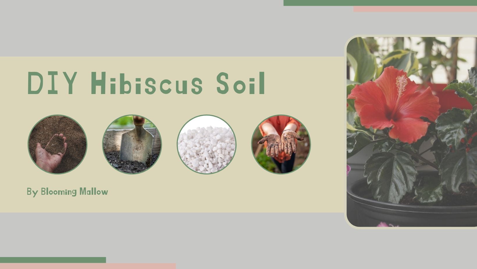 You are currently viewing How To Prepare An Ideal Soil Mix For Hibiscus Plants?